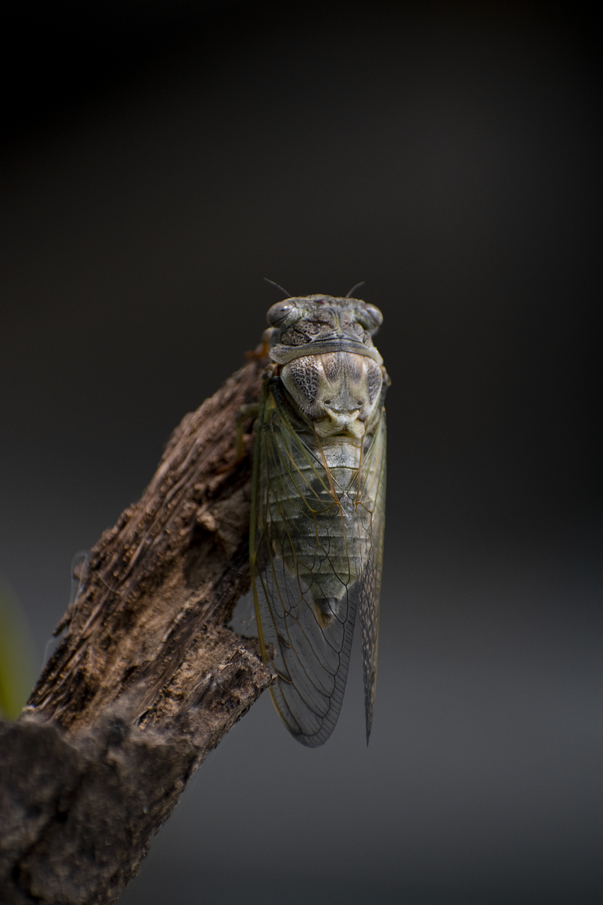 cicada-8101873_1280.png