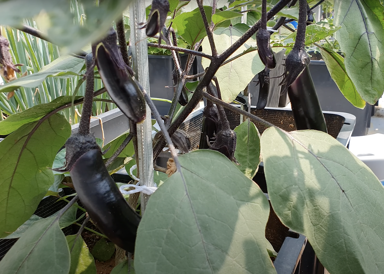 쑥쑥크리 유튜브.png