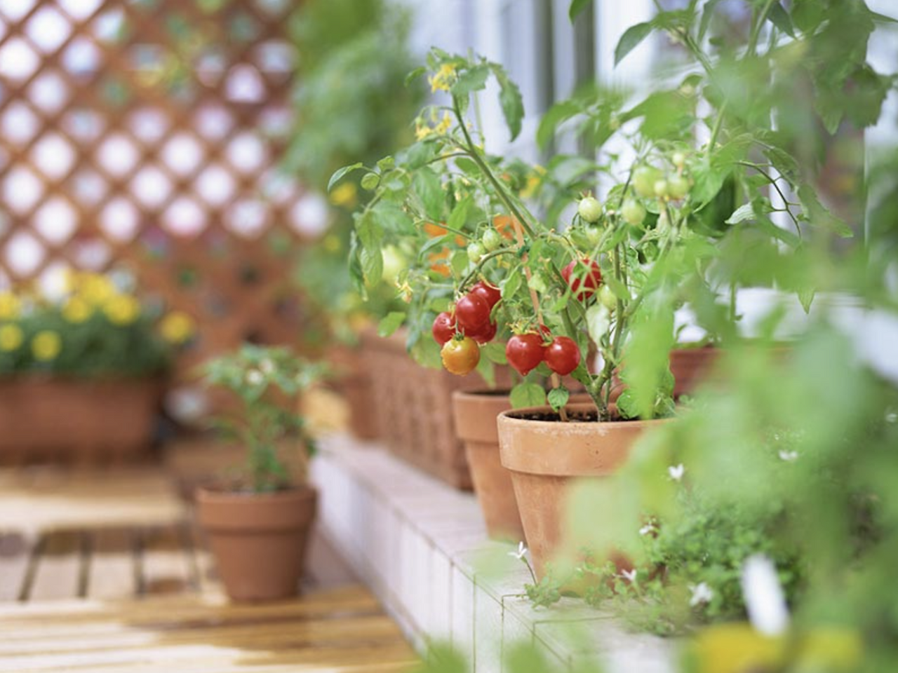 야미가든 홈페이지.png