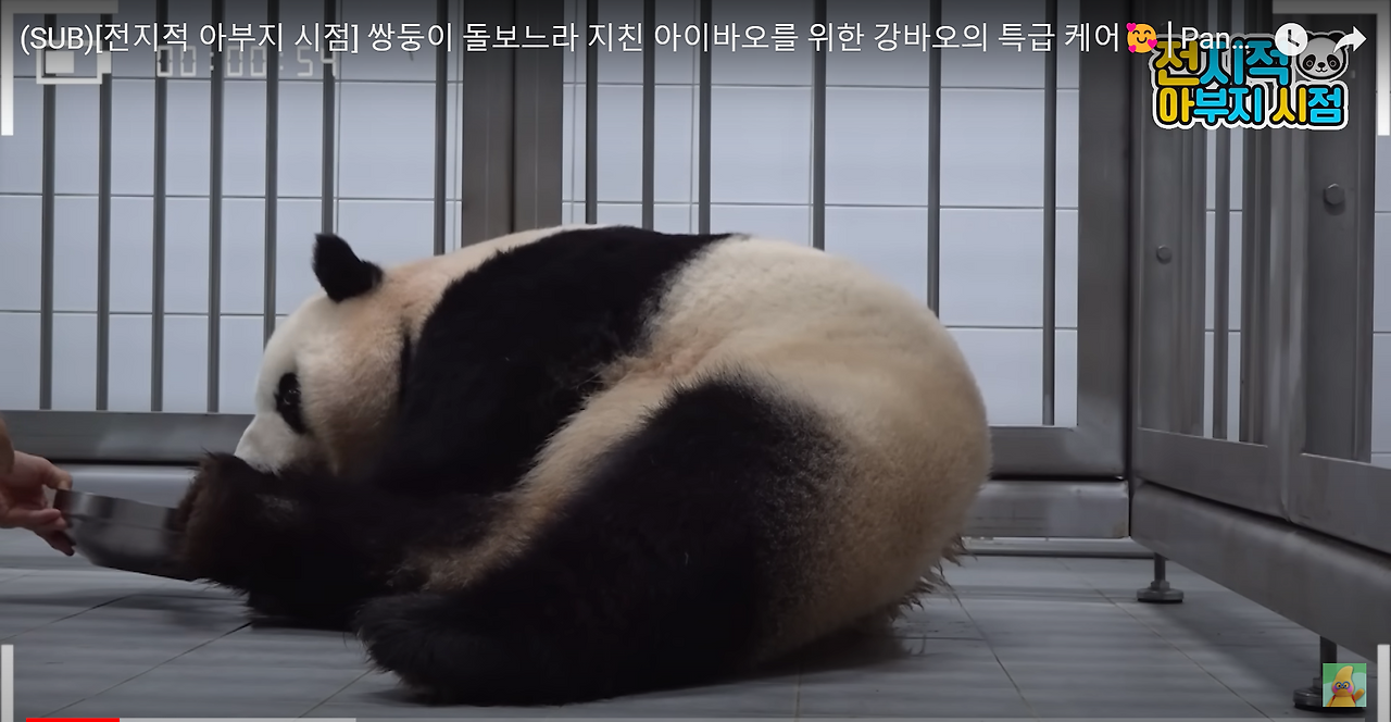판다1.png