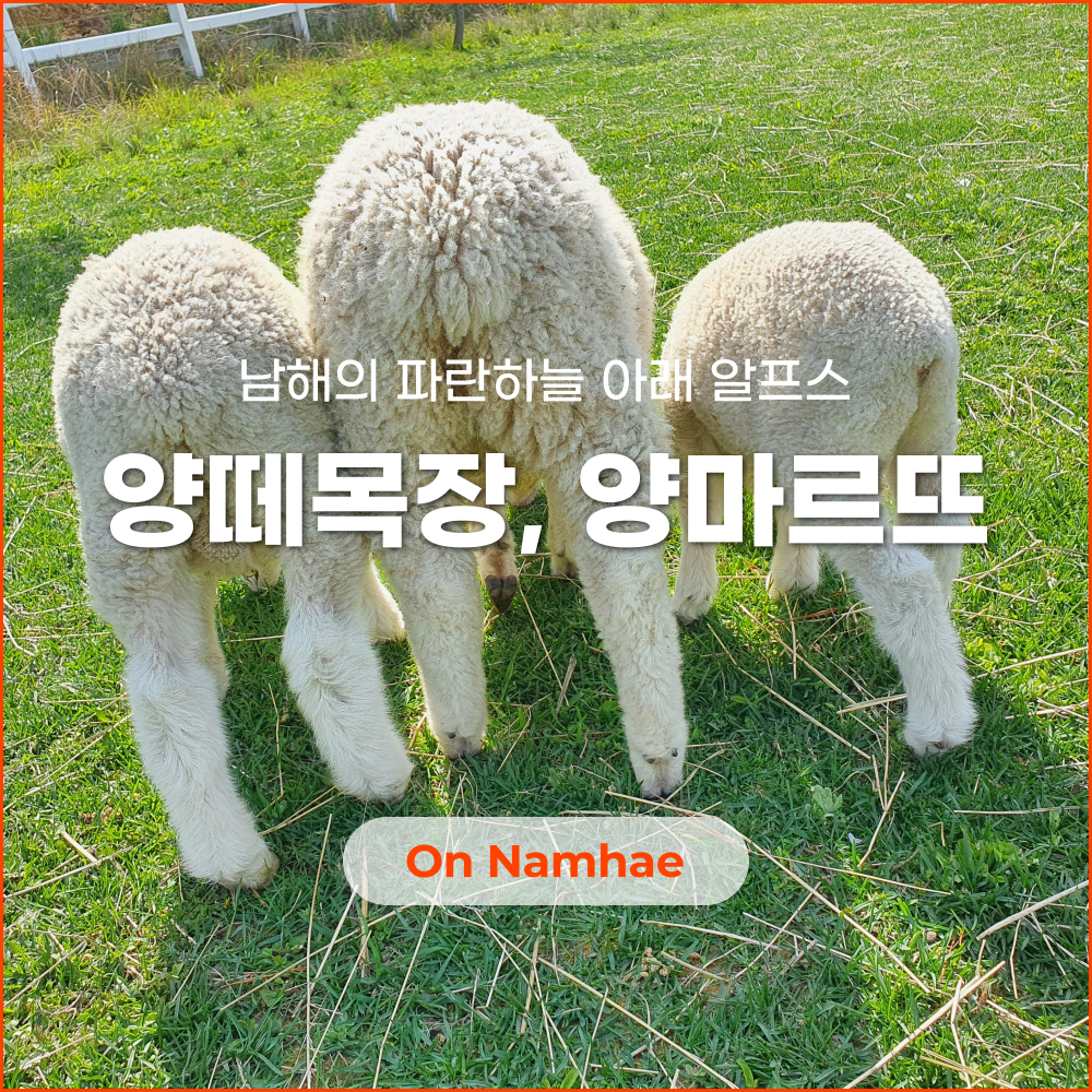 남해 양떼목장_썸네일.png