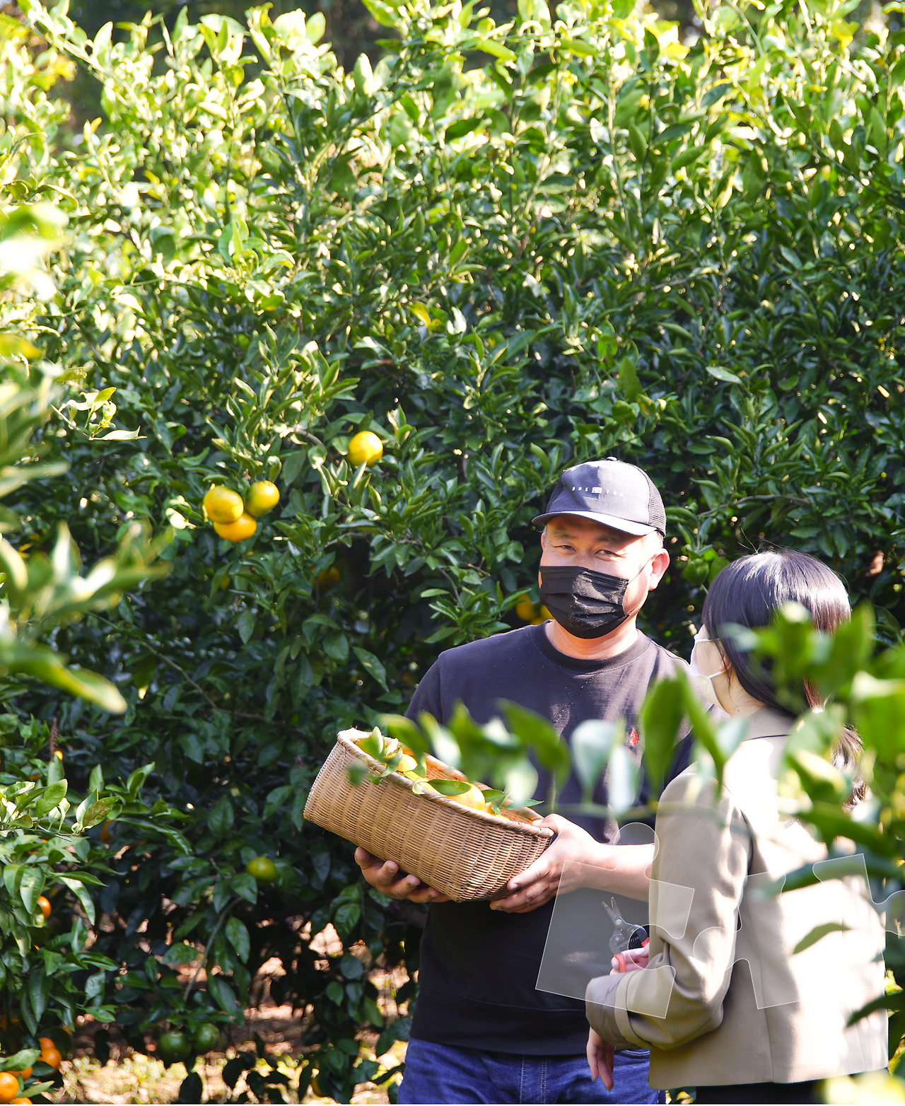 감귤체험06.png
