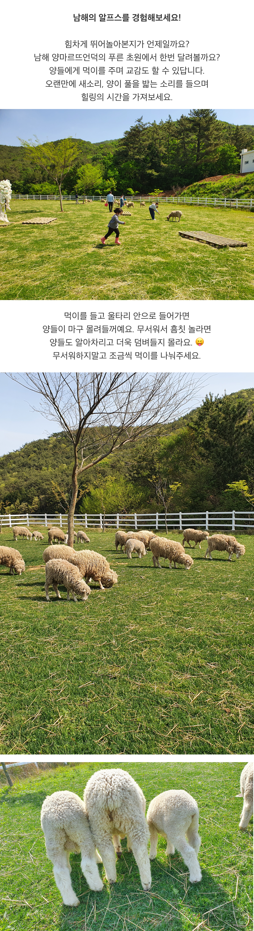 남해 양떼목장_2.png