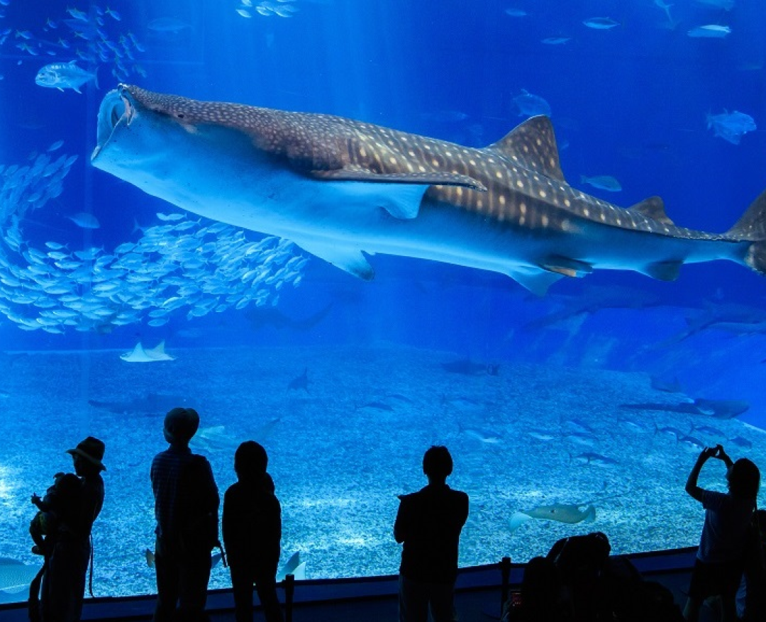 지베르니 1.png