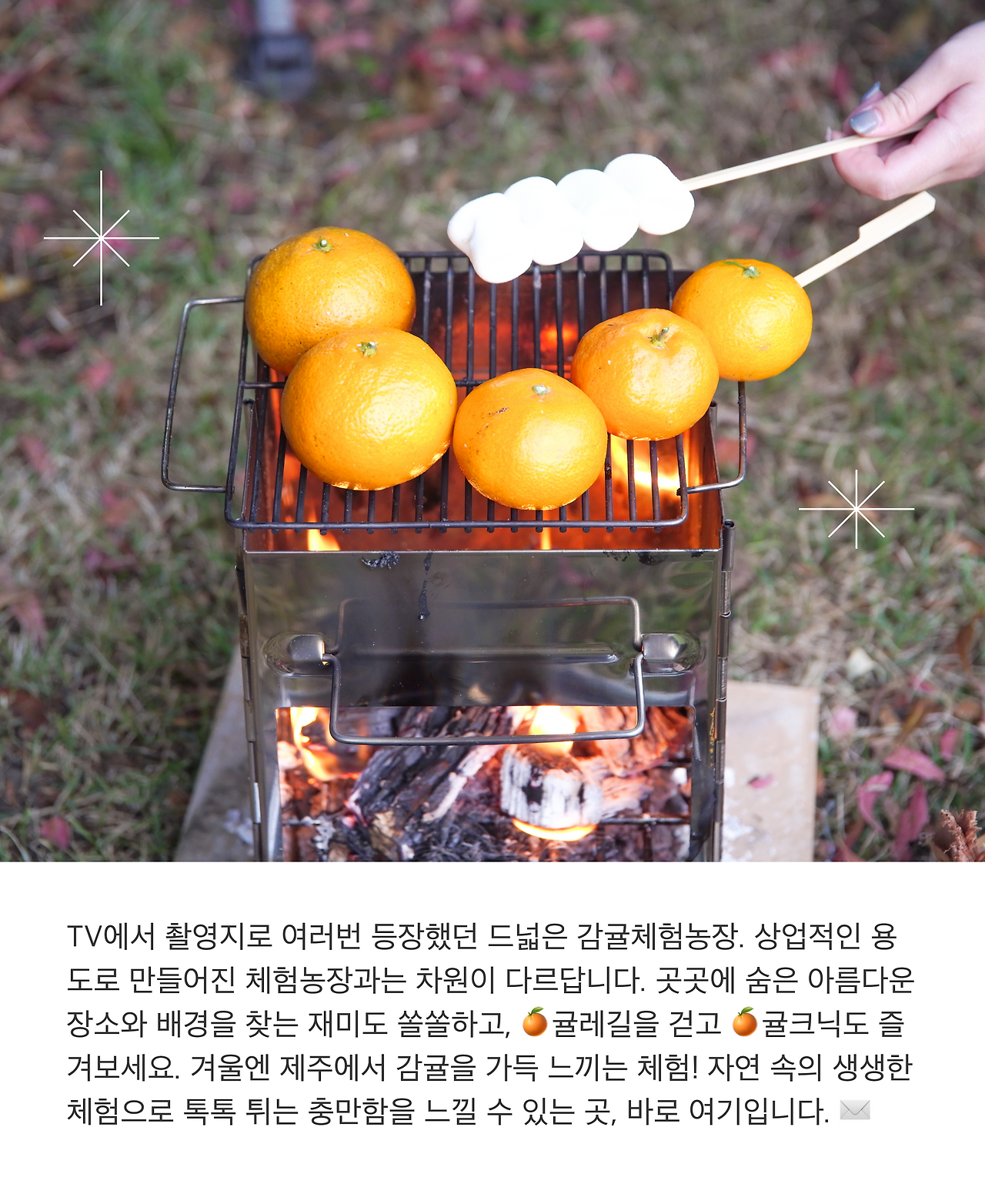 감귤체험02.png
