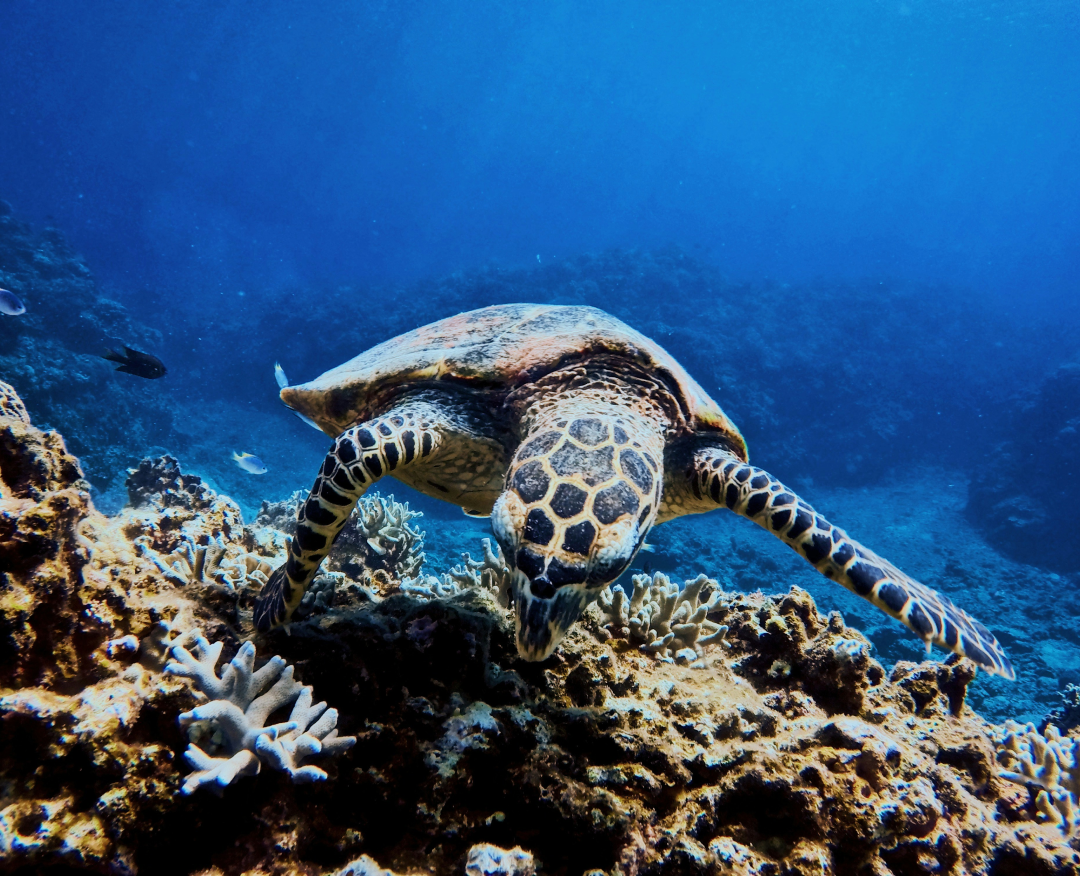 케라마 1.png