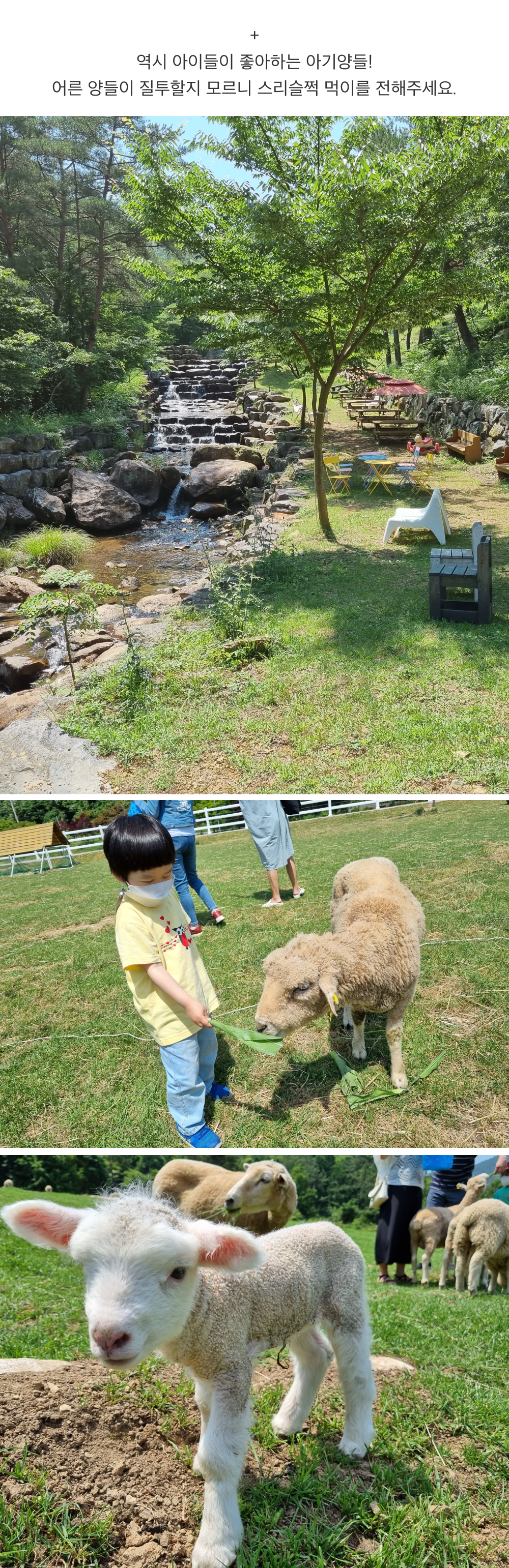 남해 양떼목장_3.png