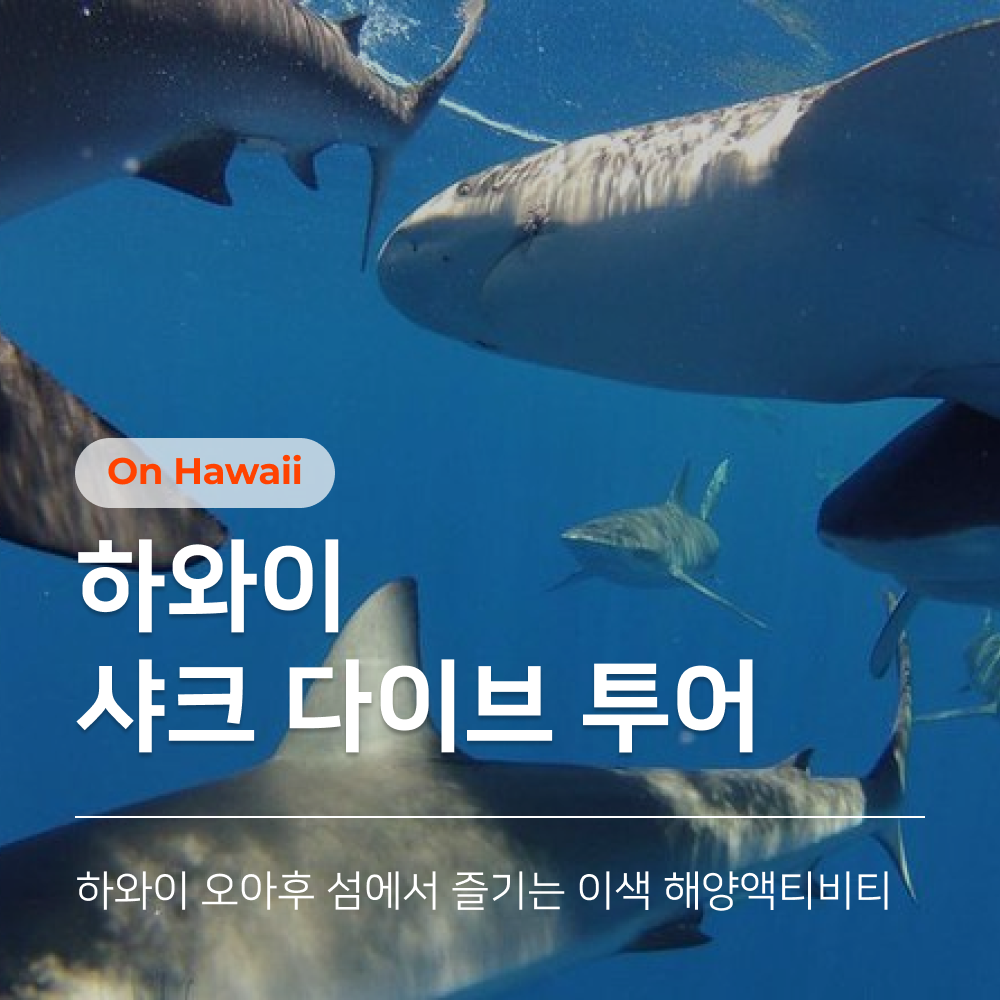 하와이 샤크 다이브_썸네일2.png