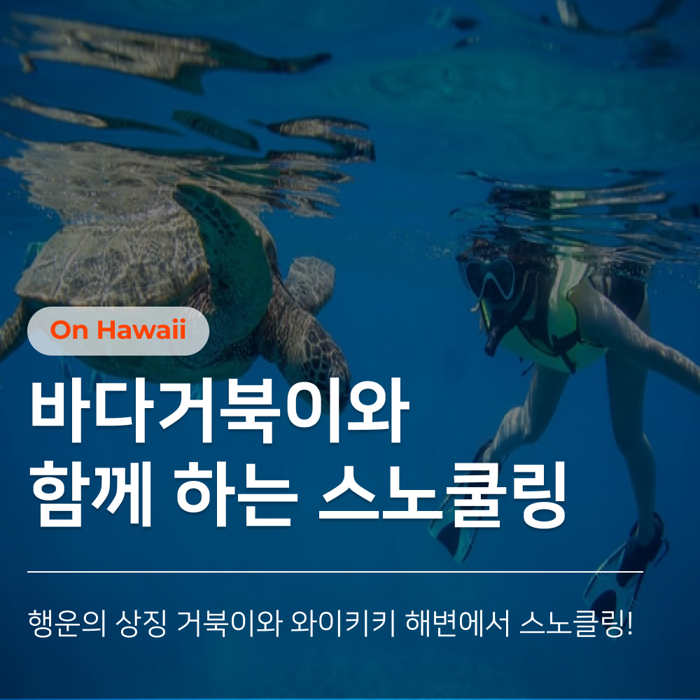 바다거북이와 함께 하는 스노쿨링_썸네일(수정).png