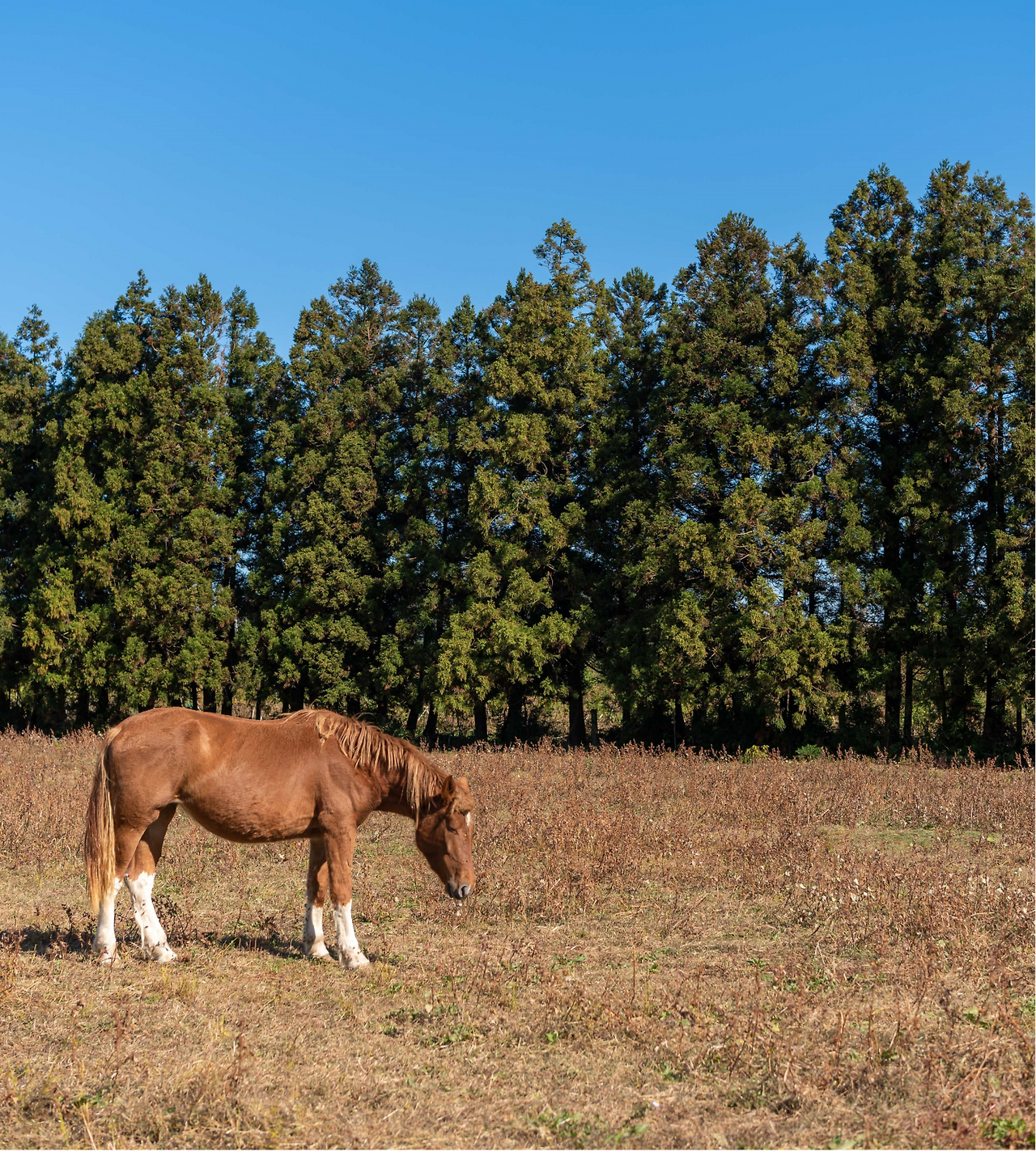 의귀리 승마체험2-2-1.png