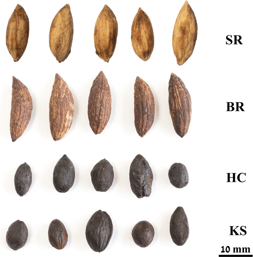 Representative-olive-pits-of-the-reference-cultivar-Barnea-BR-and-Souri-SR-and.png