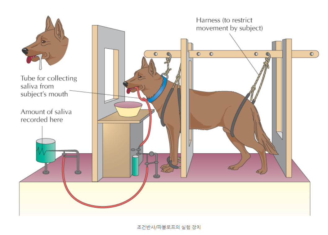 파블로프의 개.png