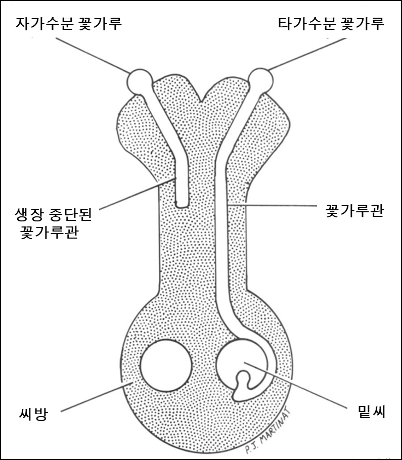 좌 꽃가루관.png