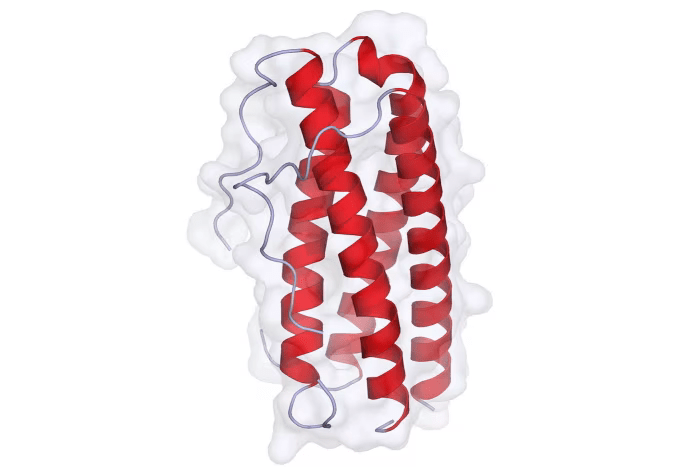 1L-11 human protein.png