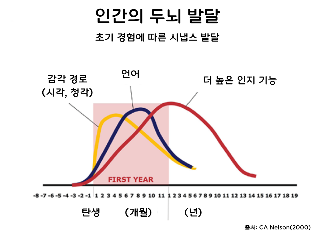 인간의 두뇌 발달.png