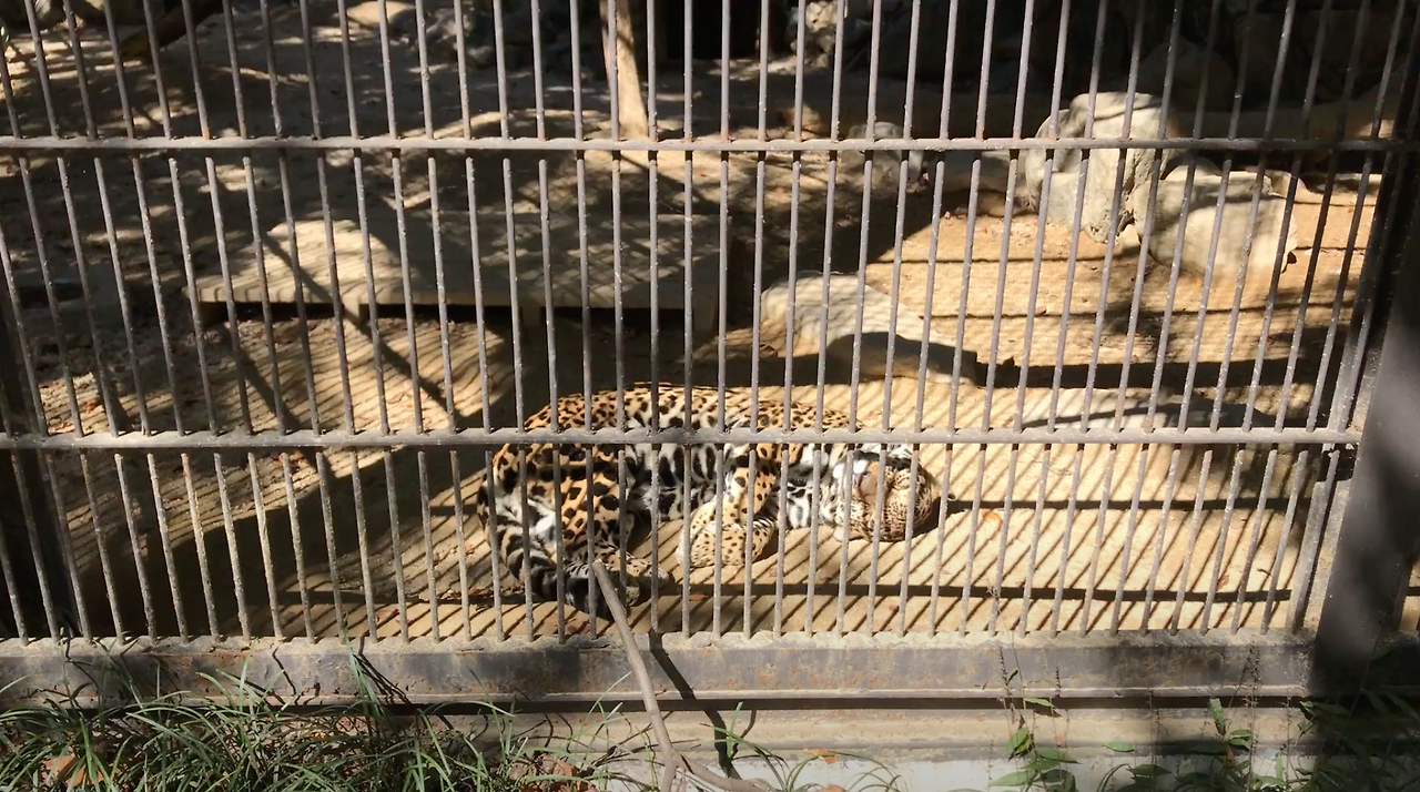 Screenshot 2023-09-01 at 5.20.35 PM.png