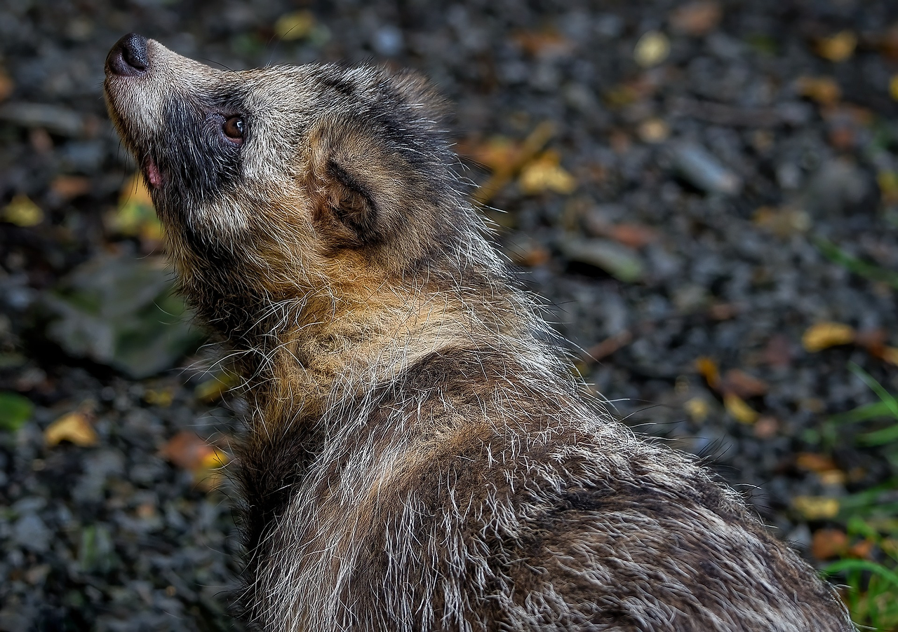 raccoon-dog-8166475_1920.png