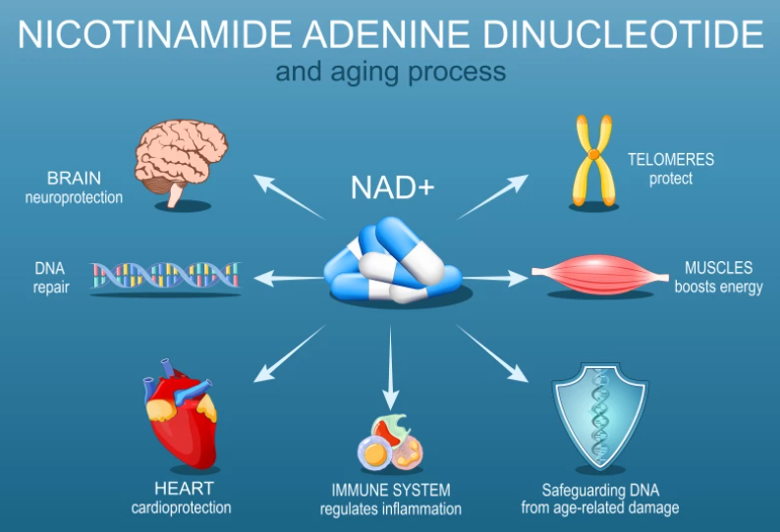20260101 _ 알츠하이머병 NAD+ 회복이 ‘되돌리기’를 열까 _ 2.png