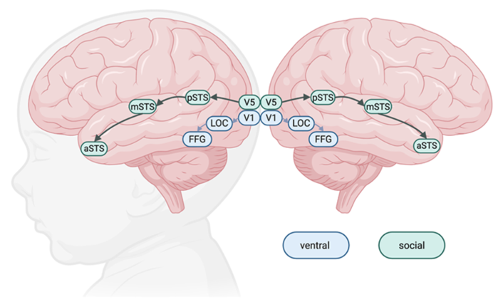 20251224 _ 자폐 표지 ‘얼굴 주의’, 출생 직후 뇌 연결이 열쇠다 _ 2.png
