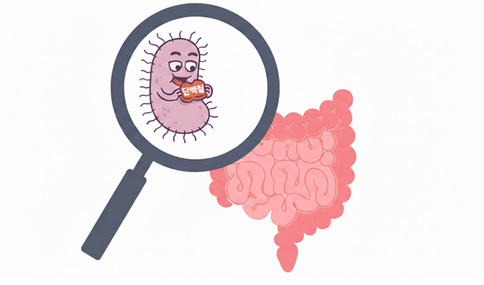 20260120 _ 결합 단백질, 장 건강 ‘다음 큰 흐름’일까 _ 2-2.png