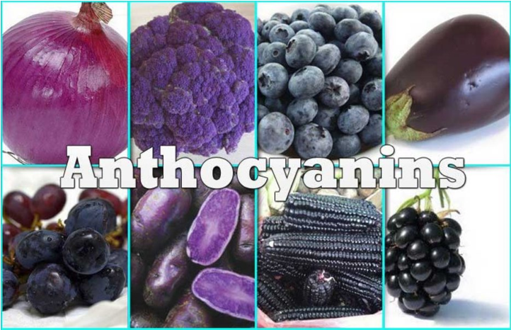 20251227 _ 안토시아닌, 인지 기능 개선의 핵심 조건 _ 2-2.png