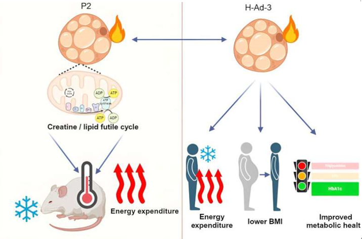 20260126 _ 갈색지방, 혈압 낮추는 새 단서… _ 2.png