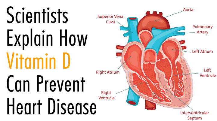 20251225 _ 비타민D 심근경색, 위험 낮출까 _ 2.png