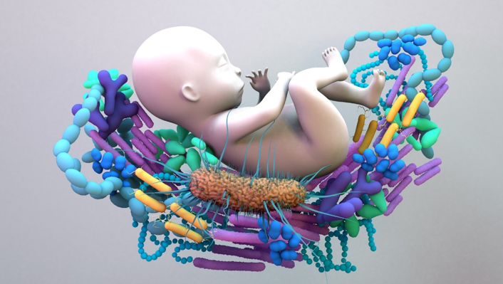 20251230 _ 마이크로바이옴, 임신 유지에 ‘면역 훈련’이 될까 _ 2-2.png