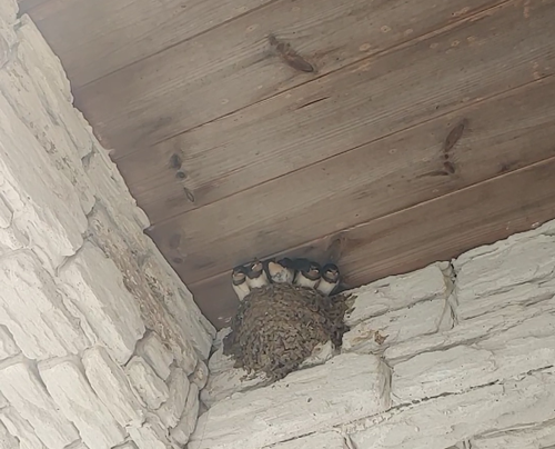 화면 캡처 2024-06-18 064504.png