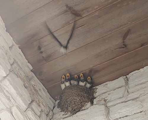 화면 캡처 2024-06-18 064541.png