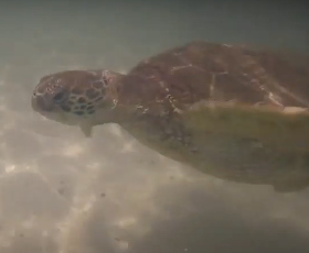 Ka'anapali beach6.png