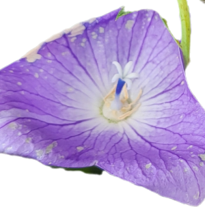 도라지 암술.png