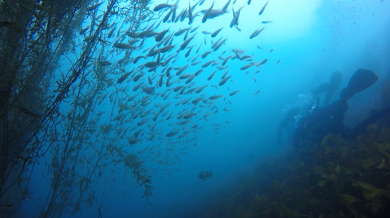 모자반_문섬 새끼섬.png