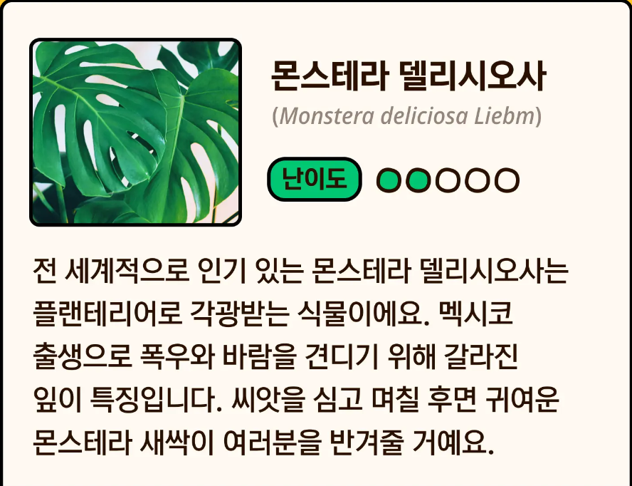 몬스테라.png