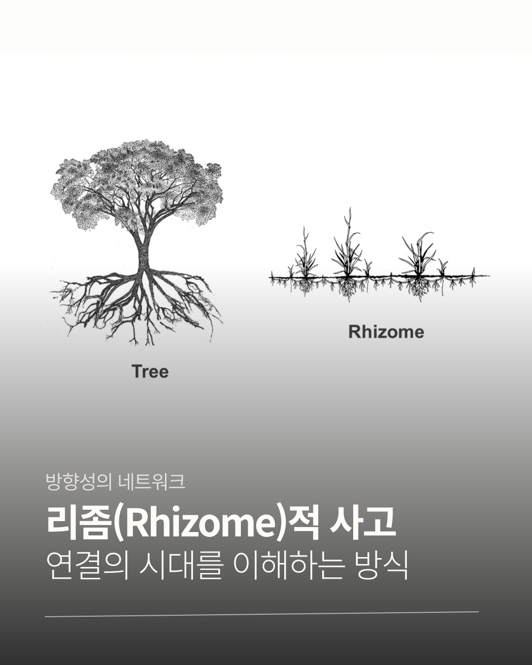 리좀적 사고.png