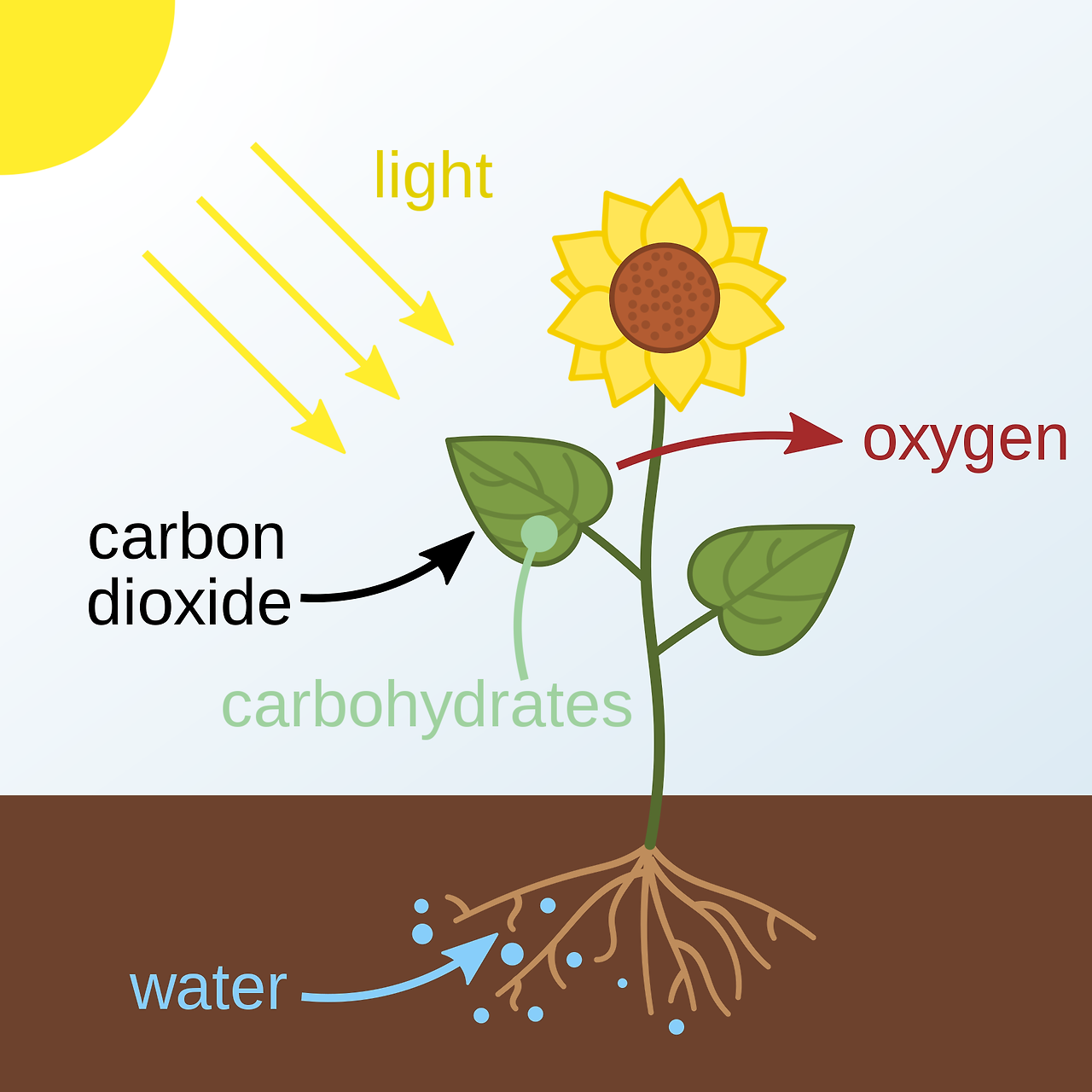 1920px-Photosynthesis_en.svg.png