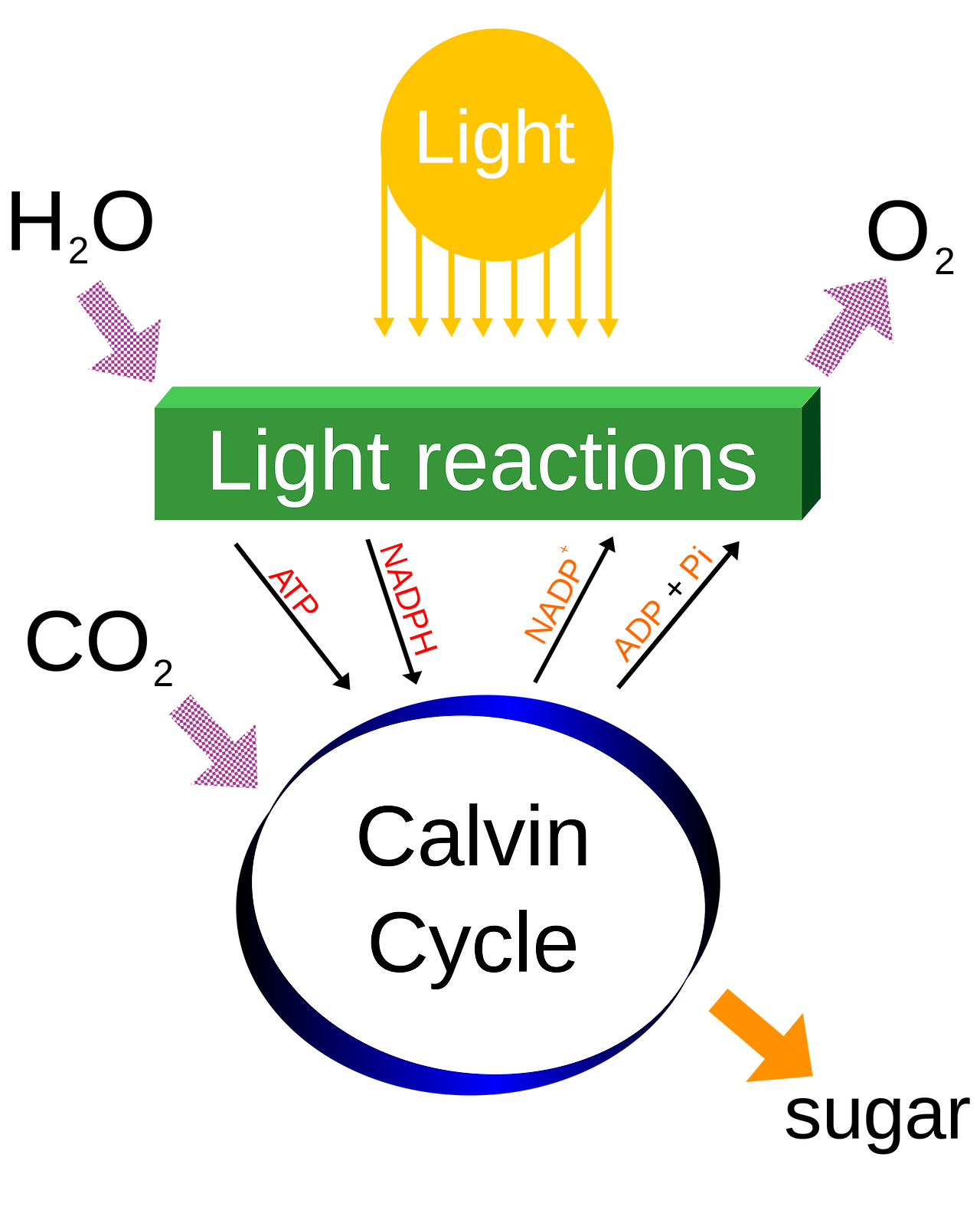 1920px-Simple_photosynthesis_overview.svg.png