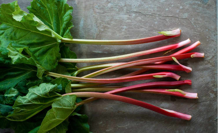 rhubarb-1.png