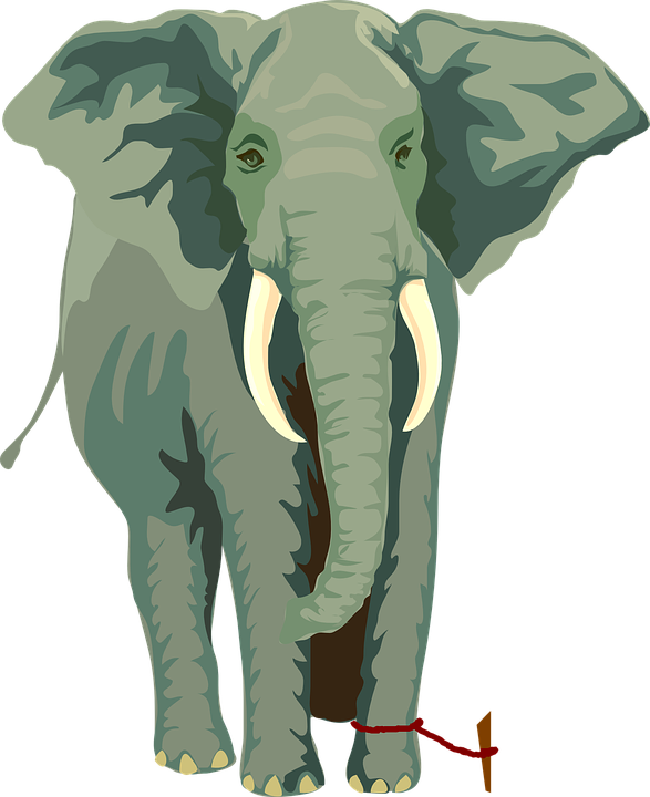 elephant-304777_960_720.png