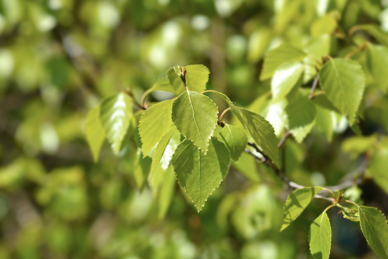 nahhan gettyimages.png