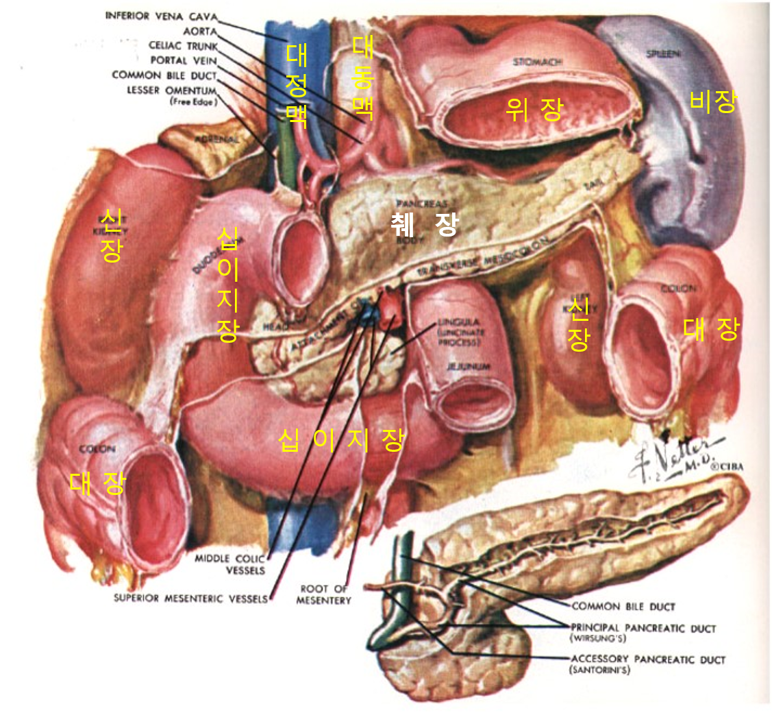 췌징주변 아나토미.png