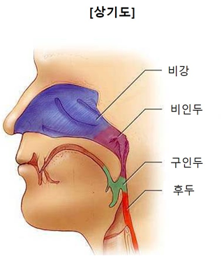 비강- 상기도.png
