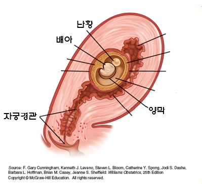난황과 배아.png