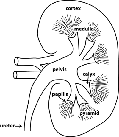 kidney-gross.png
