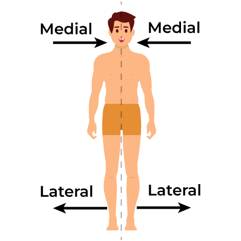 Medial-and-Lateral.png
