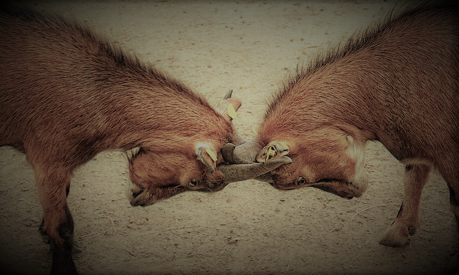 물러설수없는 싸움.png