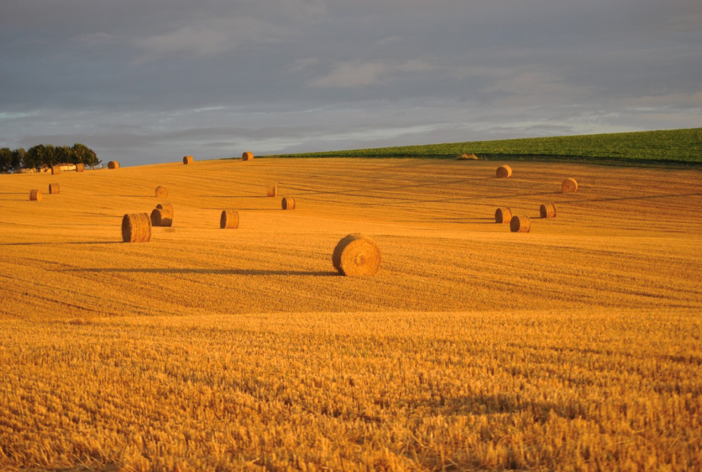 Champs de ble 2.jpg.png