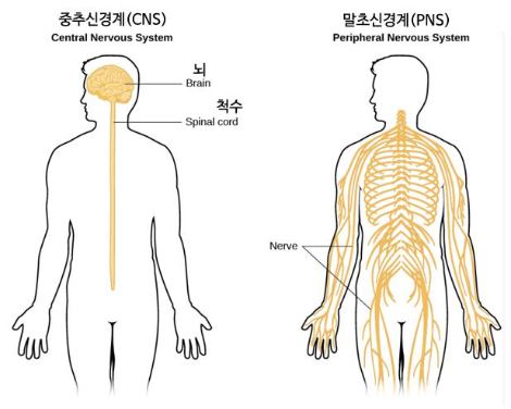 중추말초.png