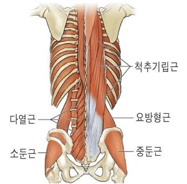 코어근육.png