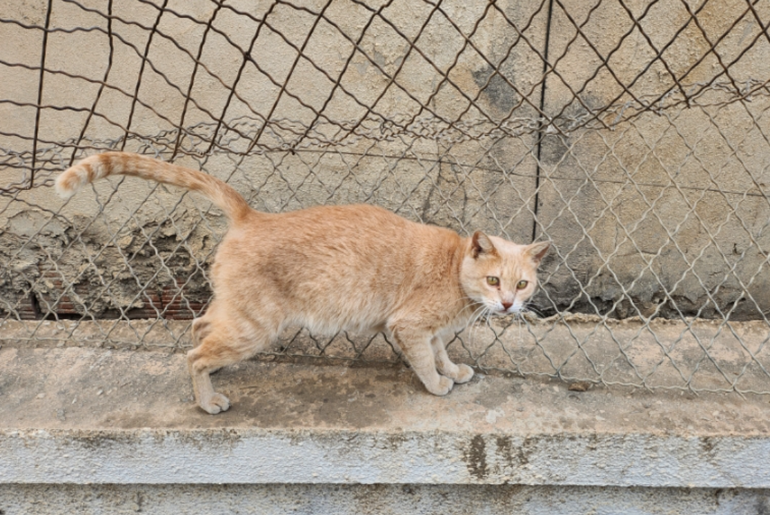 알제리 고양이.png